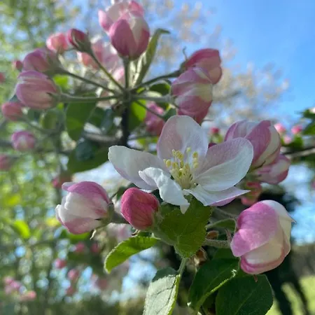 Hof Dueshop * باد فولنغبوستل