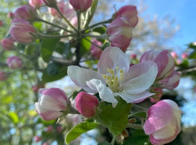 Hof Dueshop * Бад-Фаллингбостель